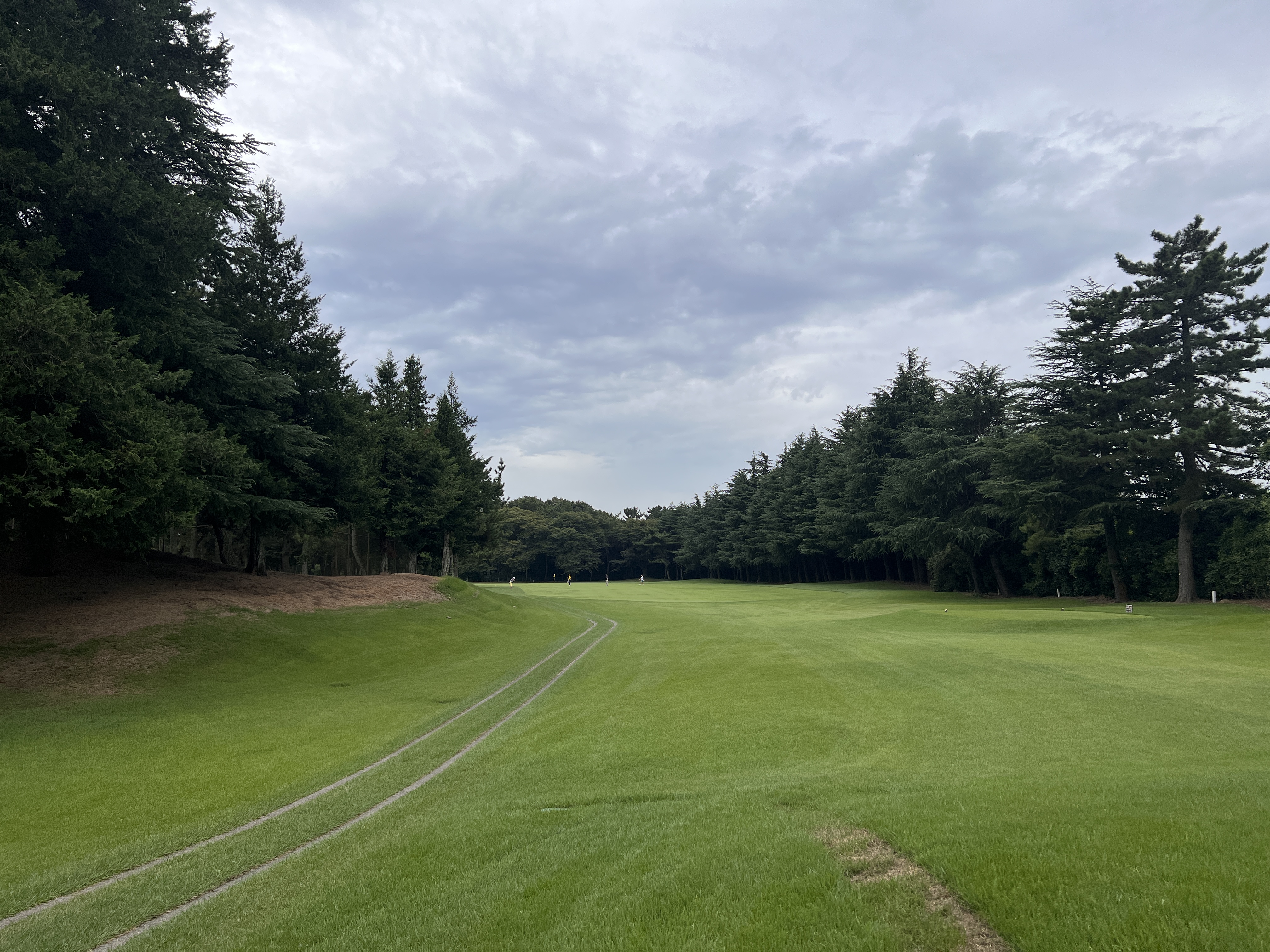 紫CC あやめコース 林間フェアウェイ