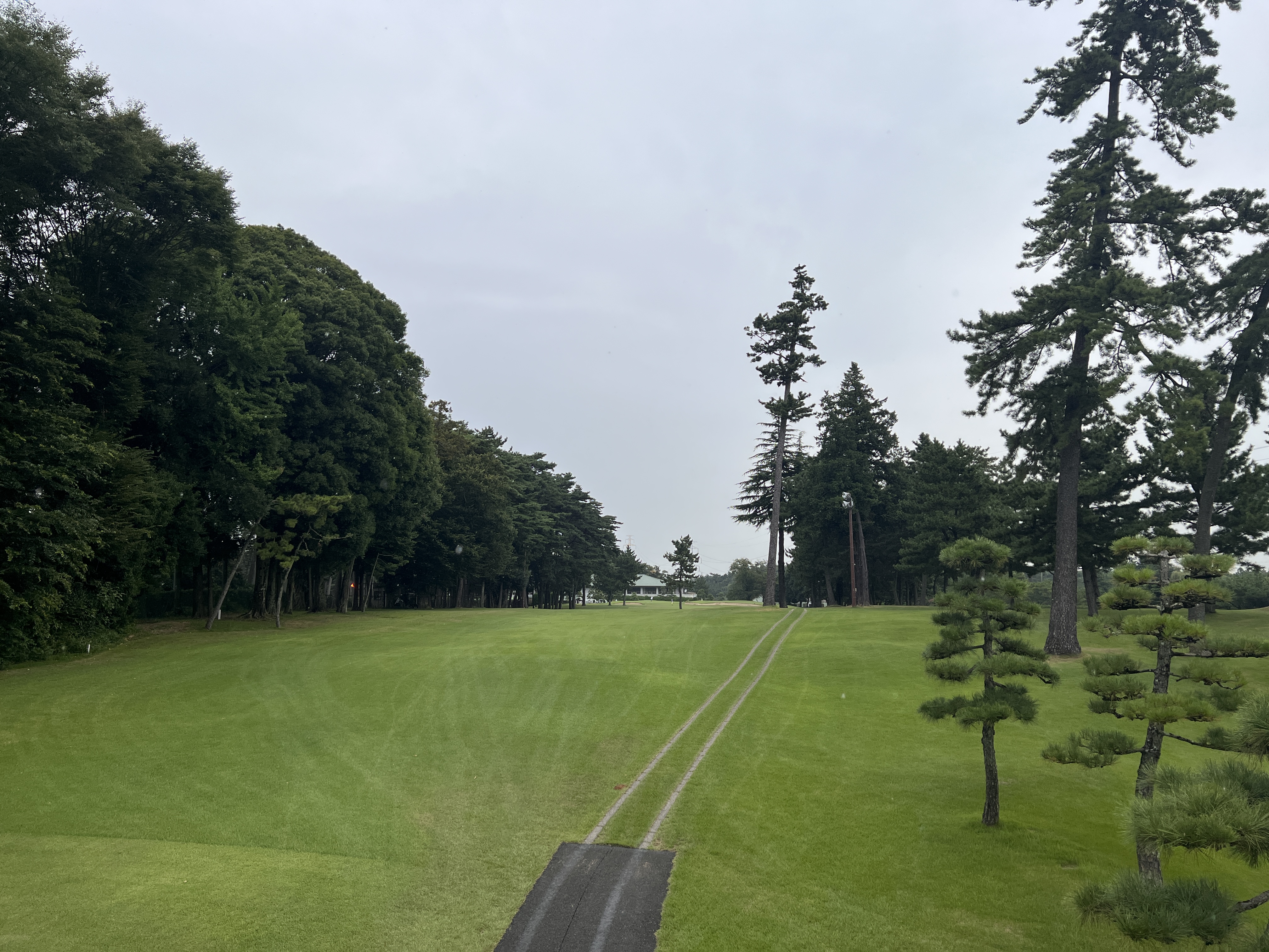 紫CC あやめコース 松と芝のフェアウェイ