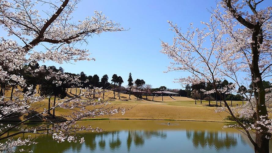 武蔵丘ゴルフコースの桜