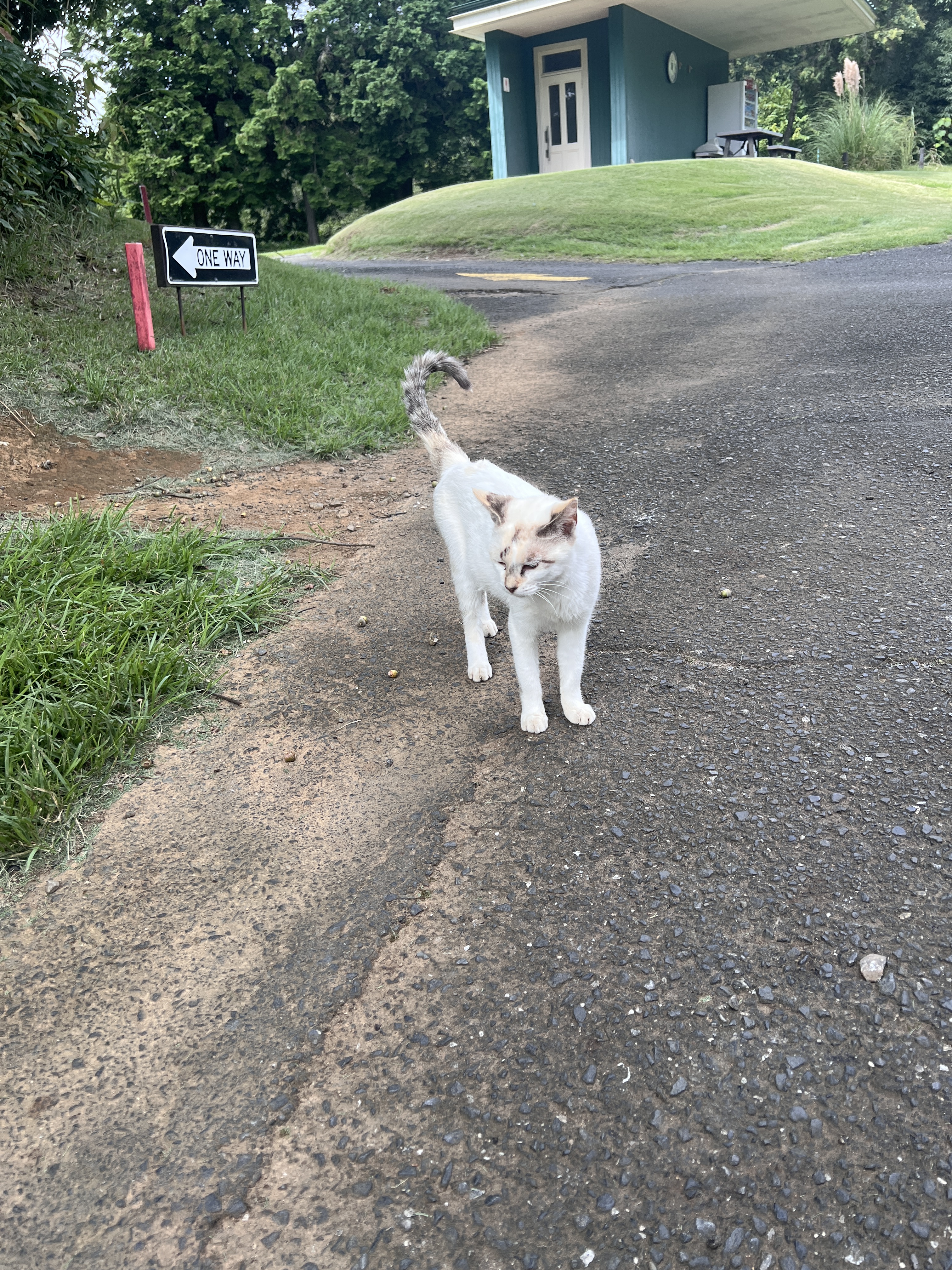 ワンウェイゴルフクラブ コースに住みついた白猫