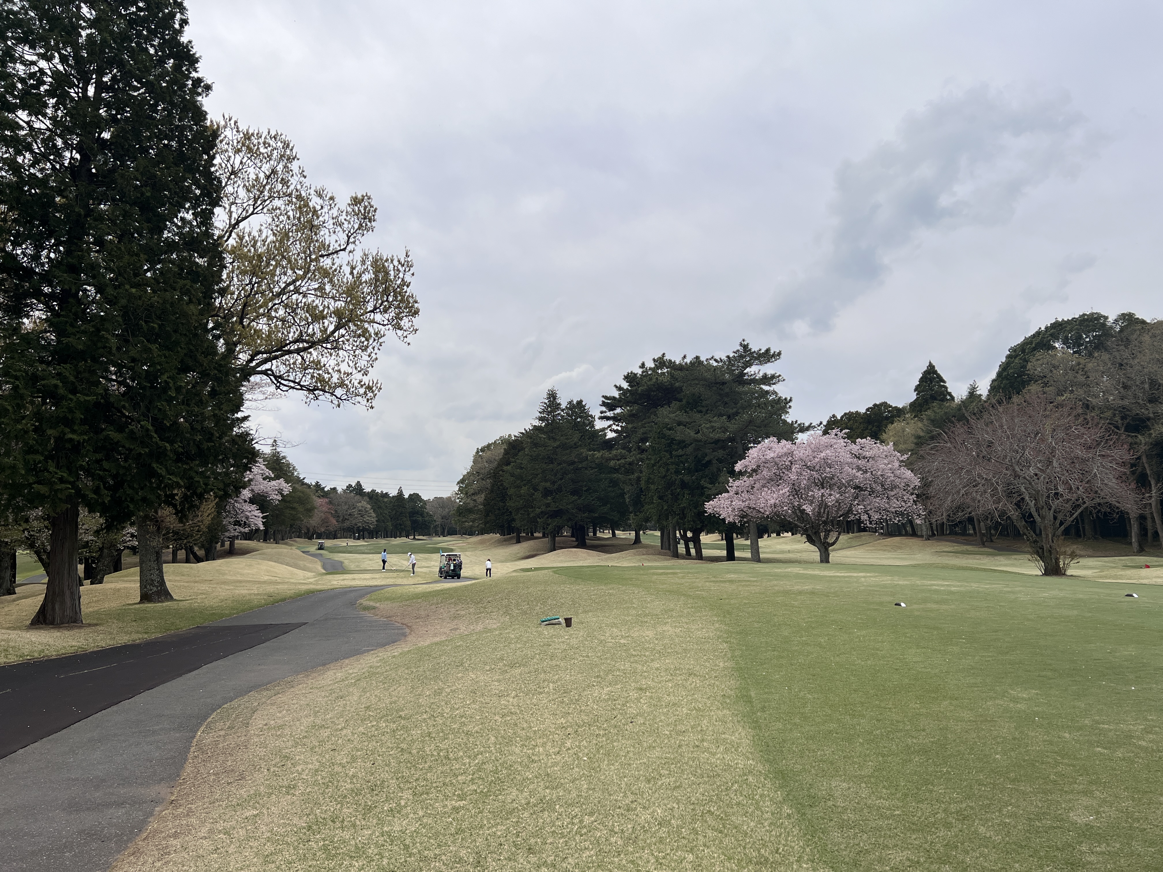 総武CC 総武コース 桜のフェアウェイ