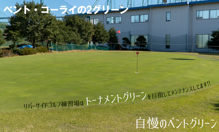 リバーサイドゴルフ練習場 ベント・コーライの天然芝グリーン