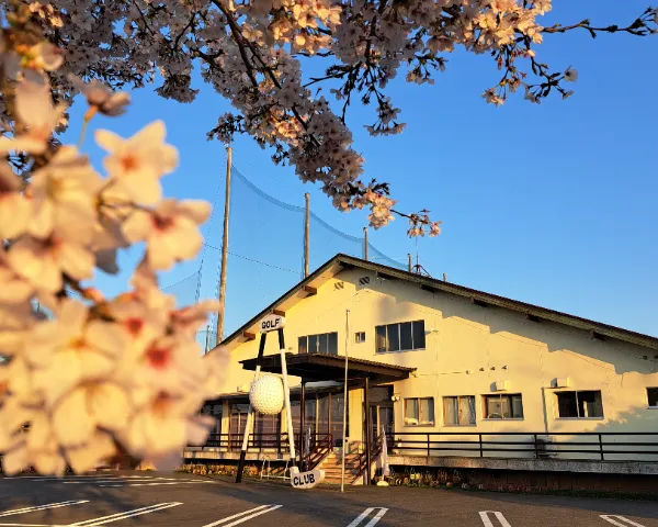 明野ゴルフクラブ 桜とクラブハウス