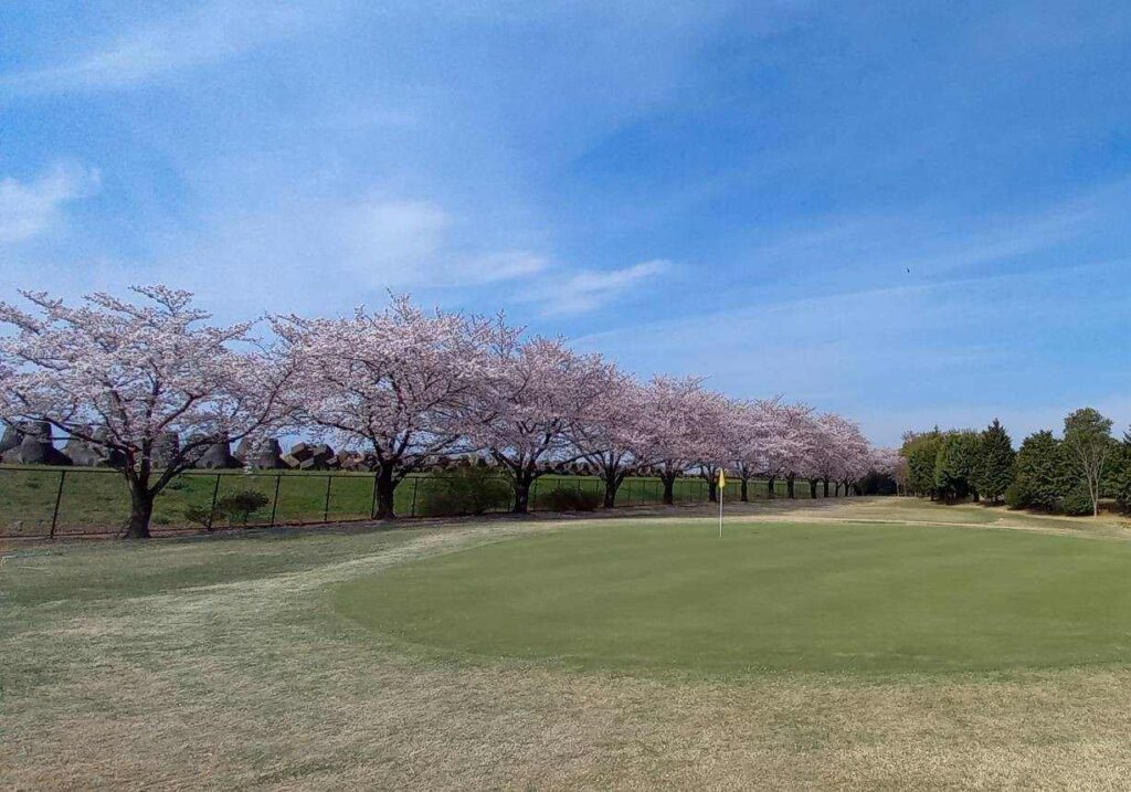 玉村公園ゴルフ倶楽部 桜並木とグリーン