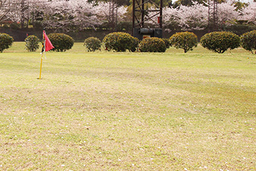 ライズゴルフセンター 天然芝のアプローチエリアとピン(背景に桜)