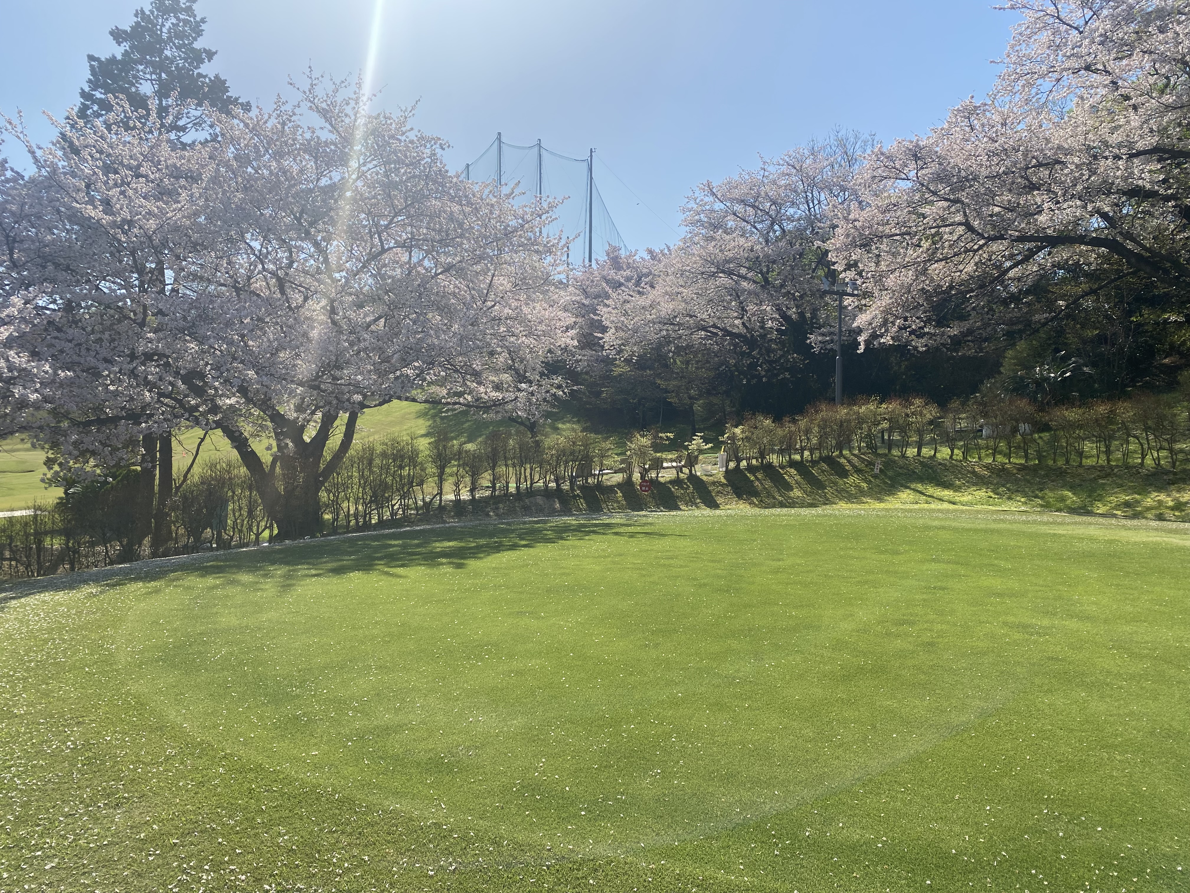 垂坂キャリーゴルフ 桜の木の前のパター練習場
