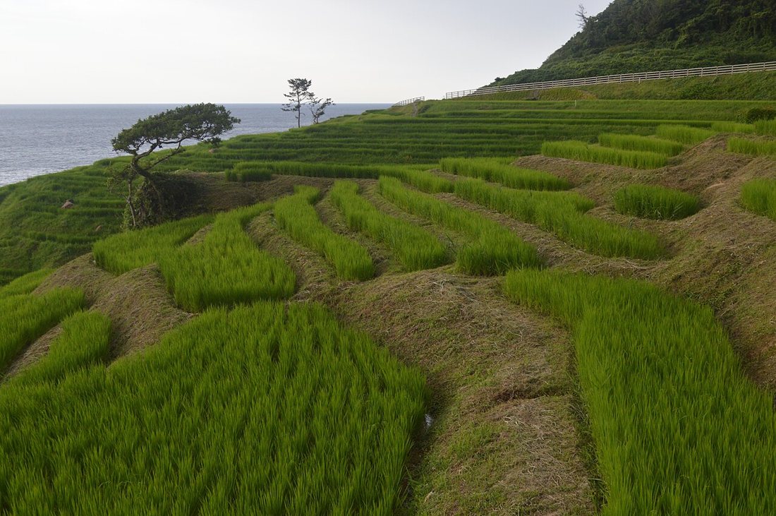 石川県輪島市の白米千枚田